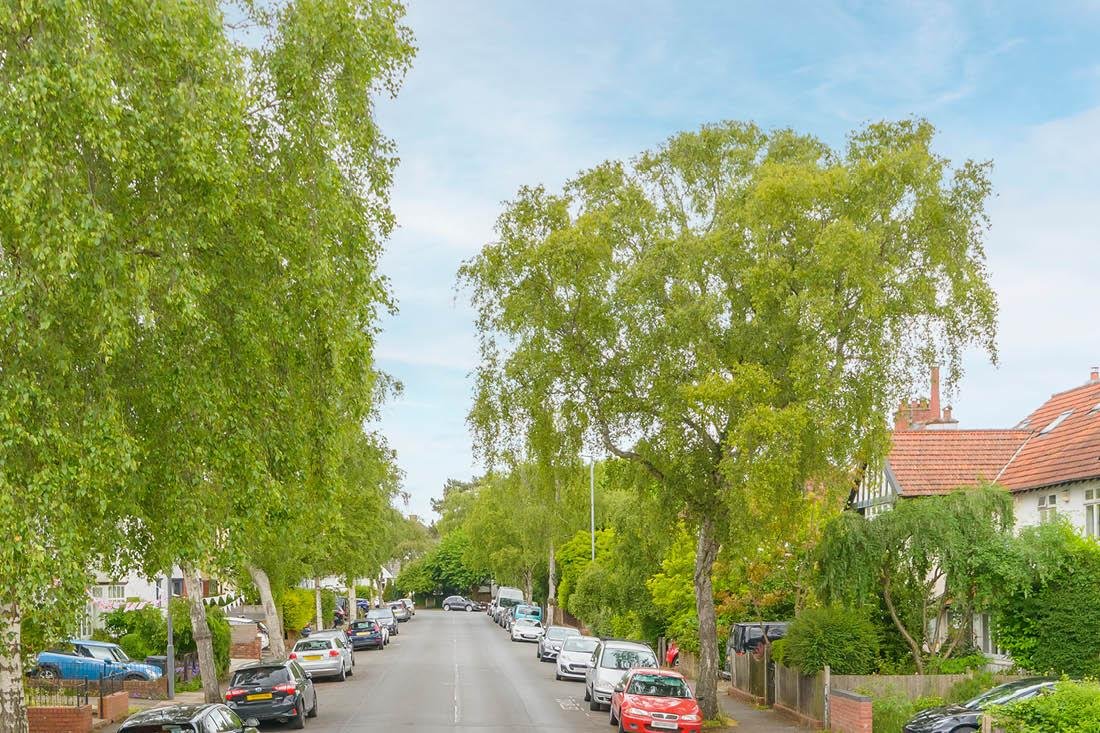 Tree lined